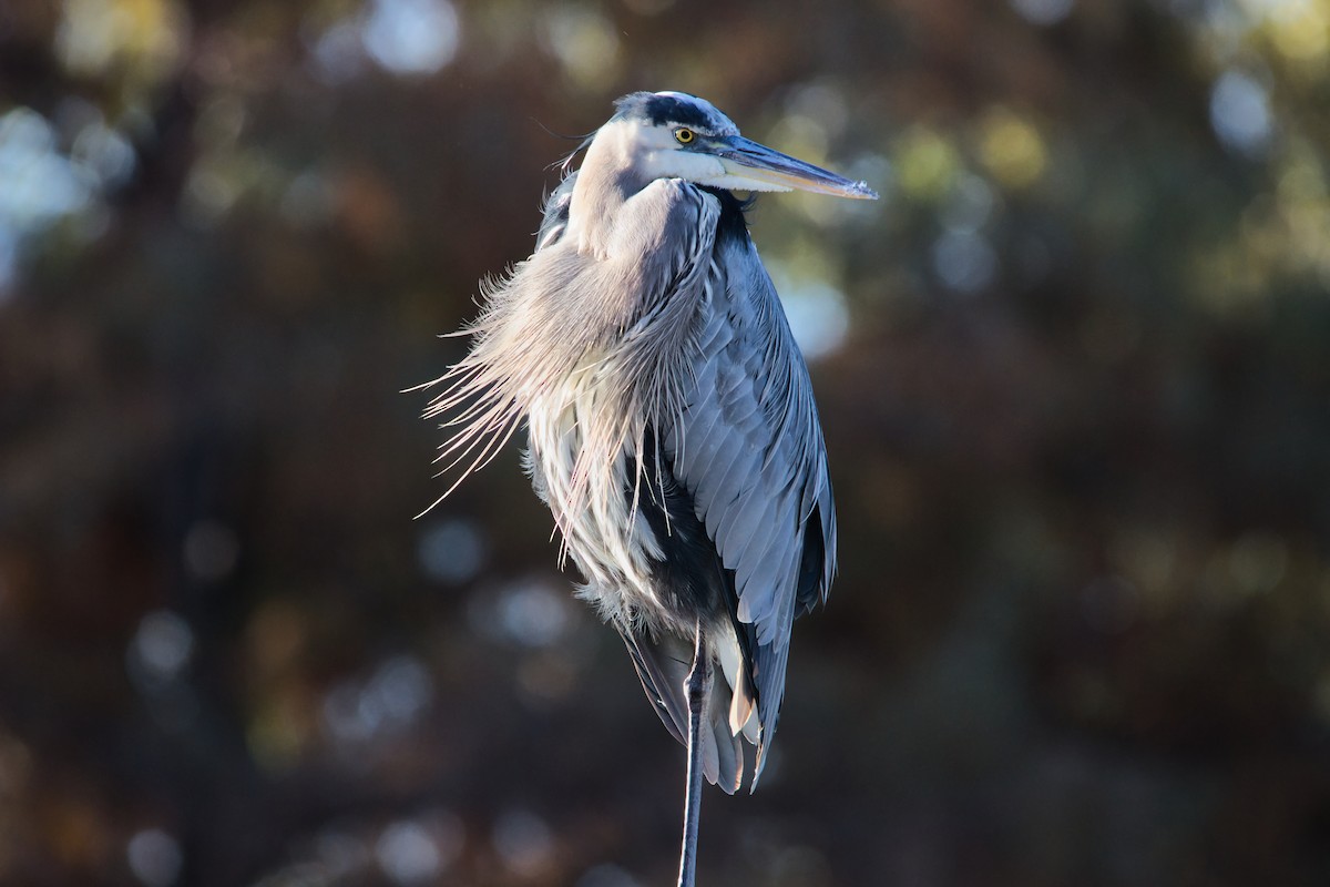 Great Blue Heron - ML646749166