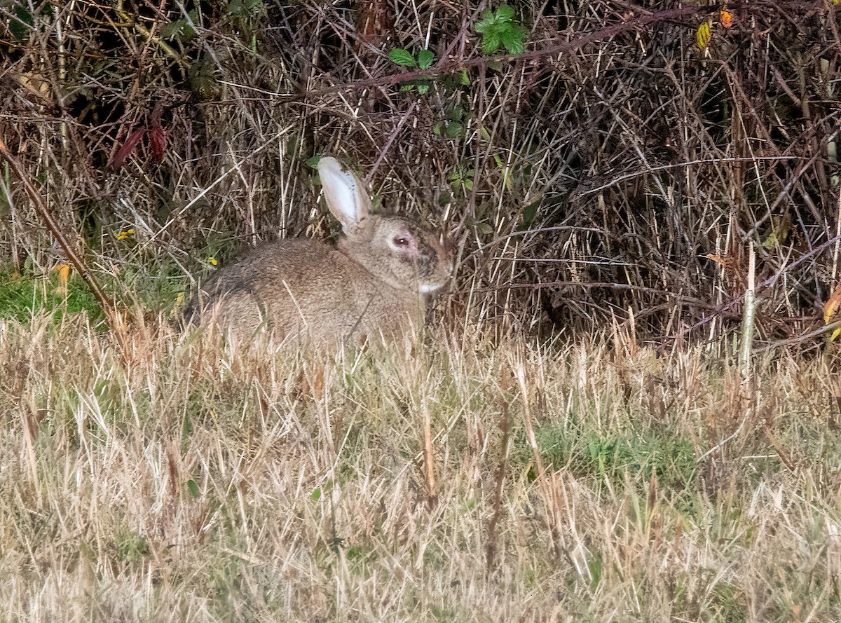 Wildkaninchen - ML646749167