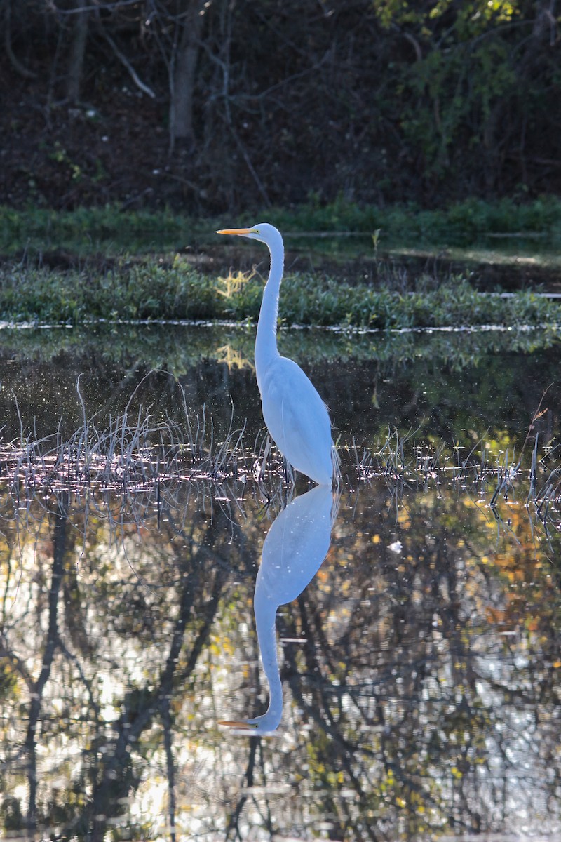 Цасч дэглий - ML646749169
