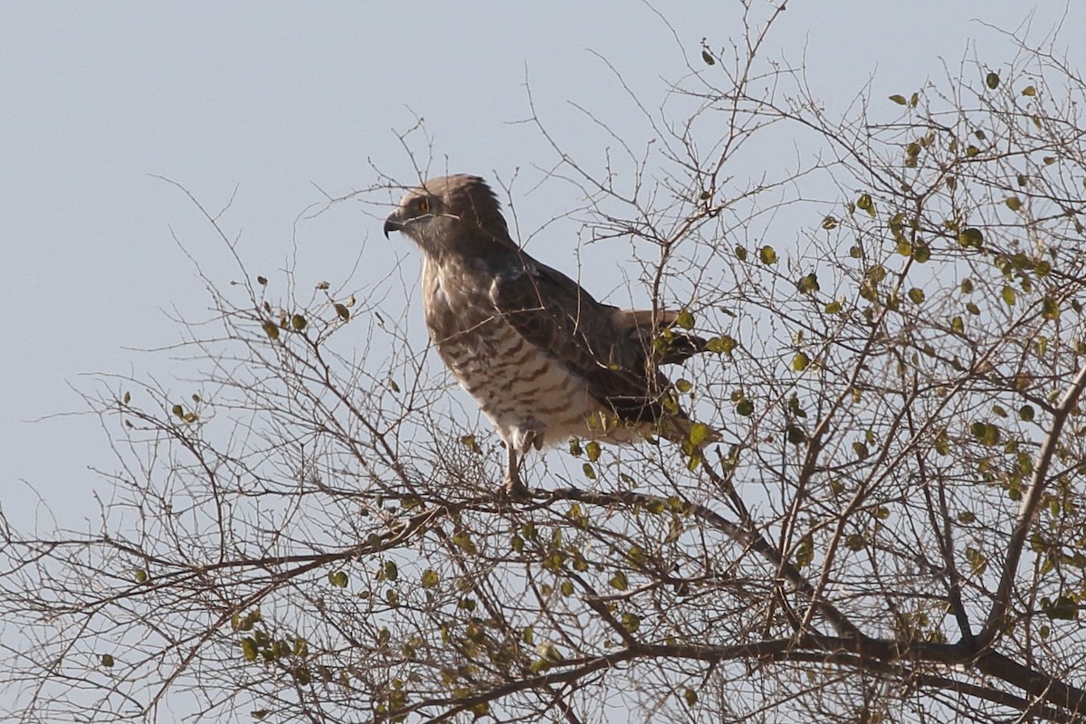 חיוויאי הנחשים - ML646749170