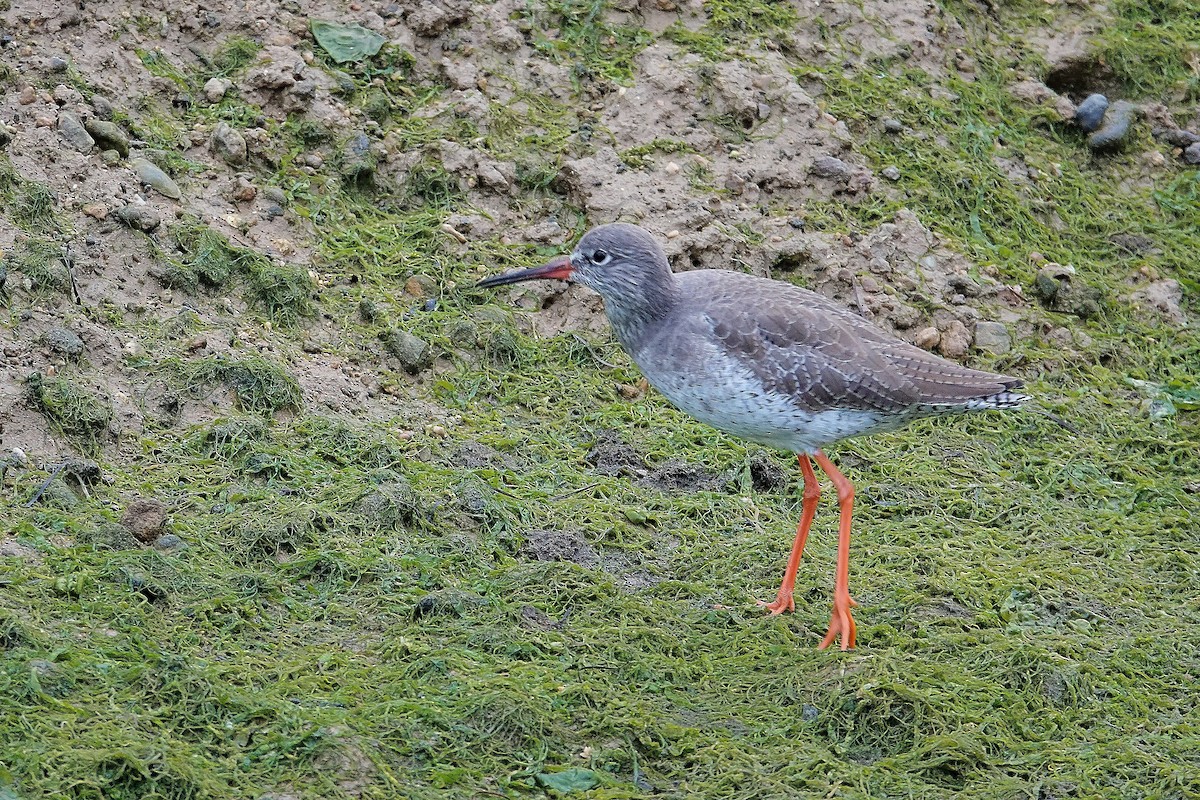 Улаан хөлт хөгчүү - ML646749171