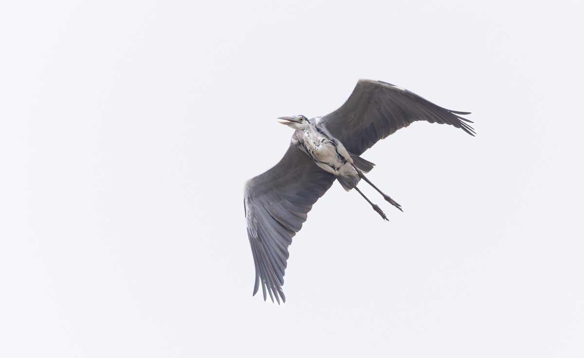 Gray Heron - ML646749172