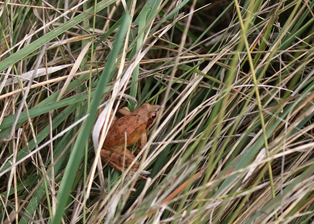 Agile Frog - ML646749173