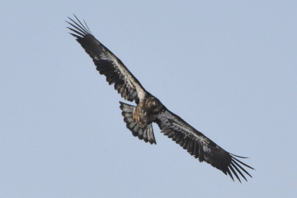 Bald Eagle - ML646749174