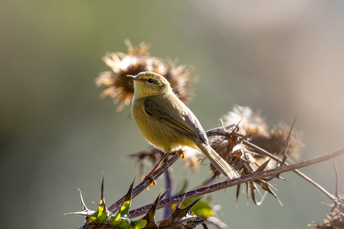 Tickell's Leaf Warbler - ML646749177