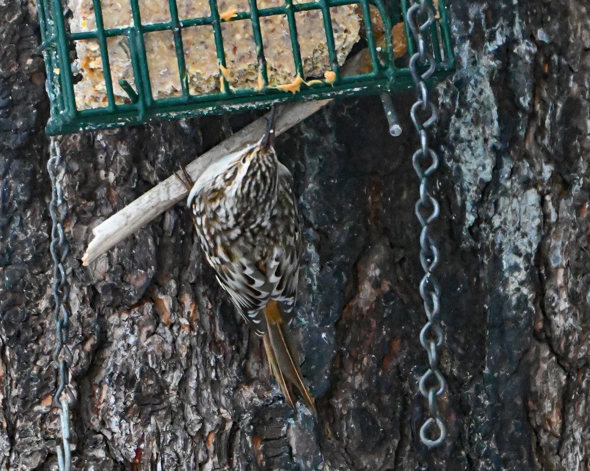 Amerikabaumläufer - ML646749179