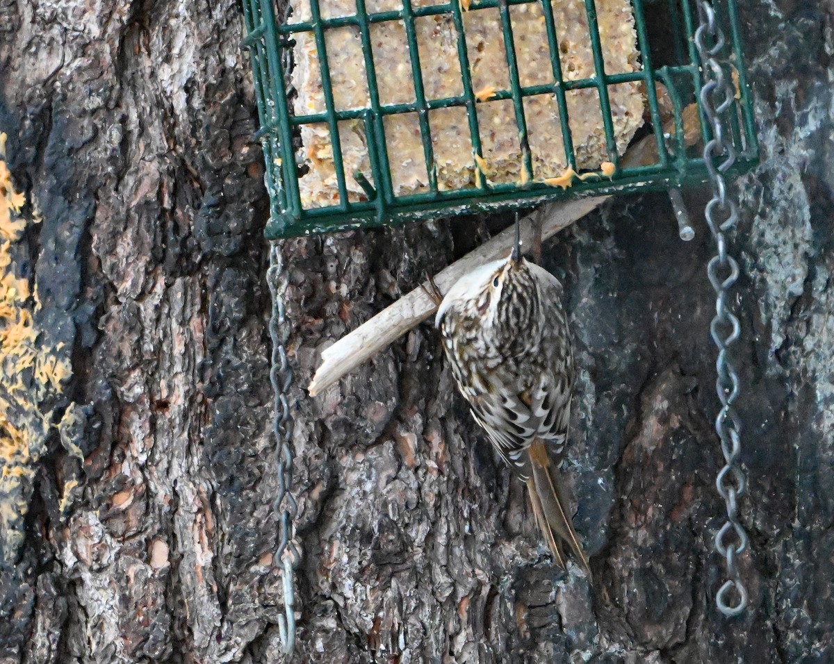 Amerikabaumläufer - ML646749180