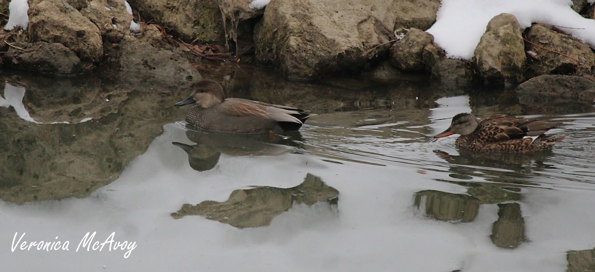 Gadwall - ML646749182