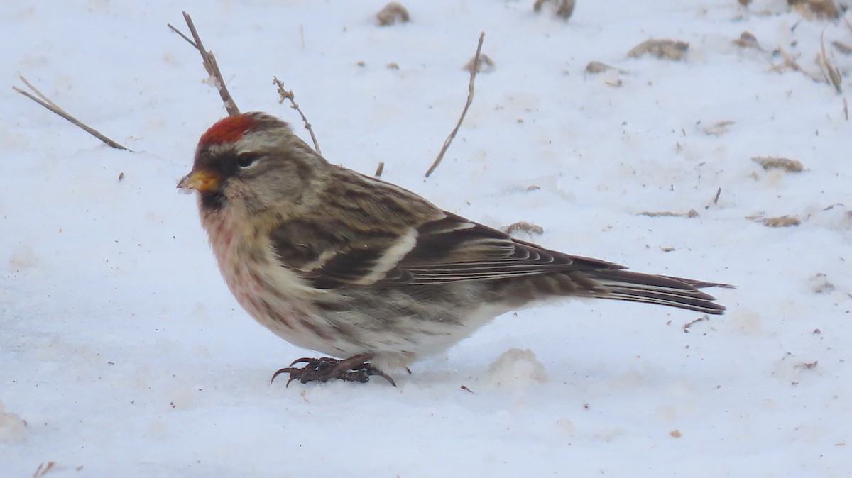 תפוחית שחורת-סנטר (שחורת-סנטר/איסלנדית) - ML646749184