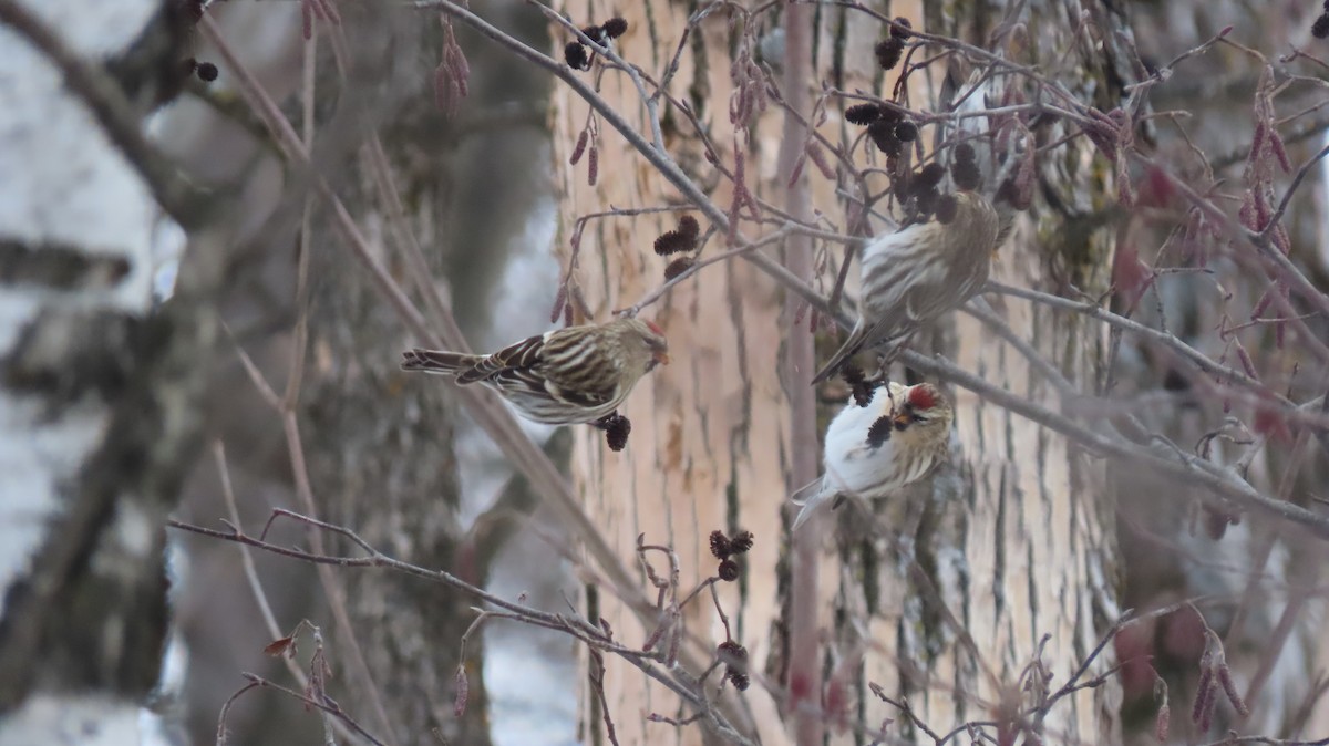 תפוחית שחורת-סנטר (שחורת-סנטר/איסלנדית) - ML646749185