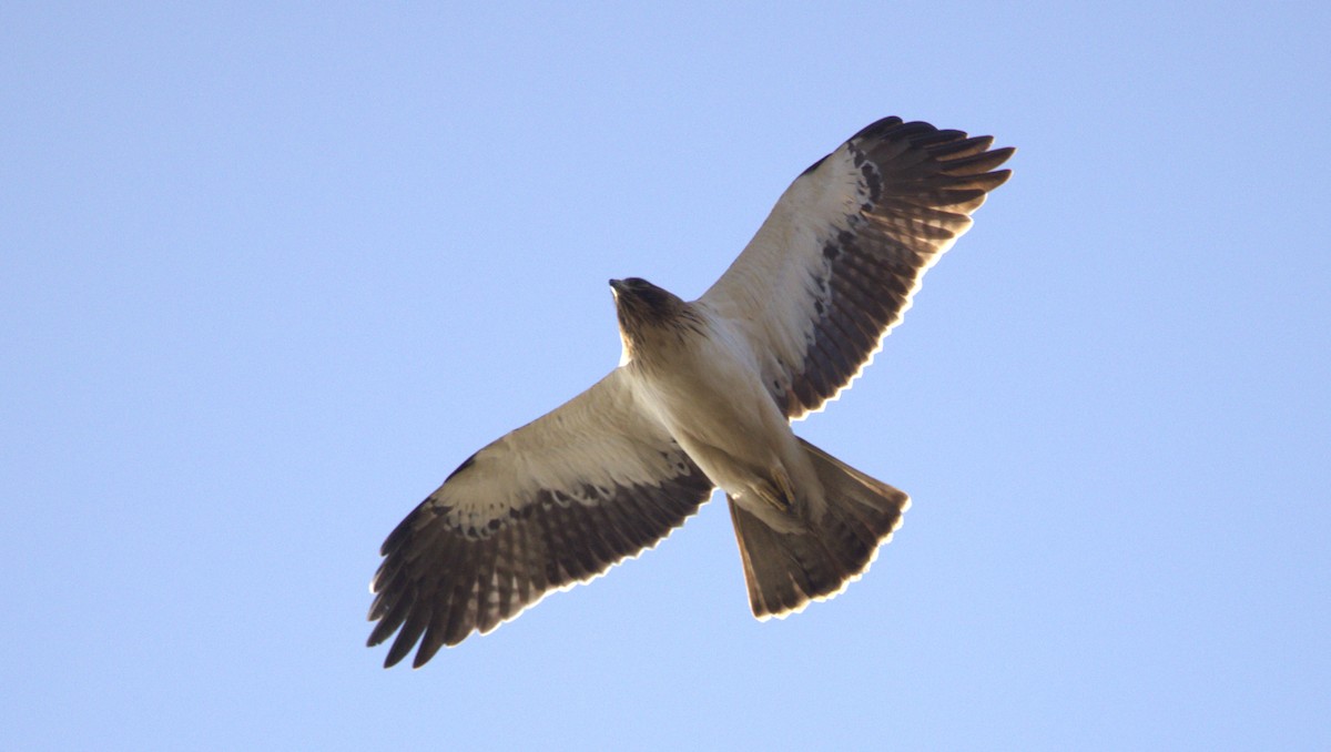 Booted Eagle - ML646749186