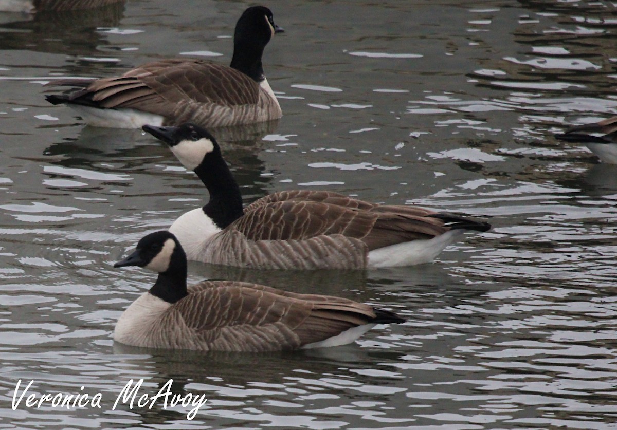 Canada Goose - ML646749188