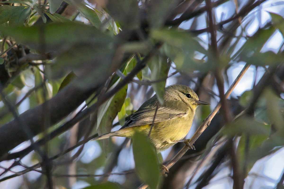 Orange-crowned Warbler - ML646749189