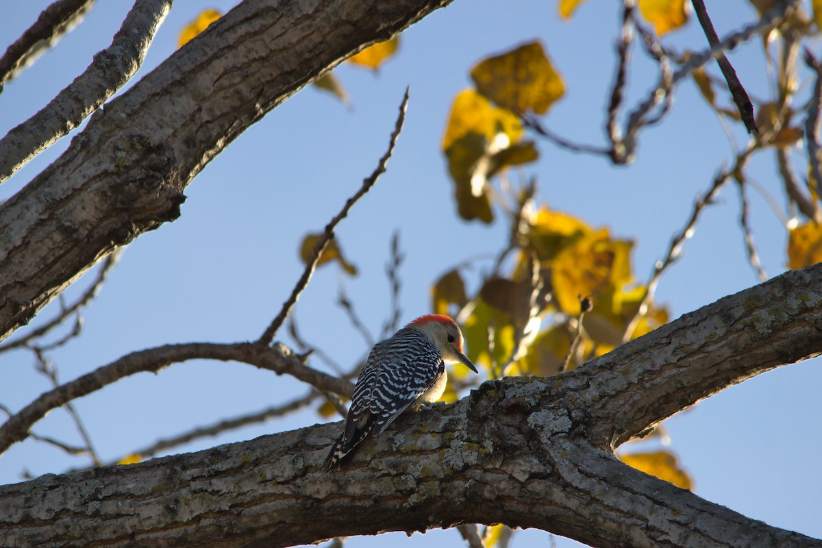 Red-bellied Woodpecker - ML646749194