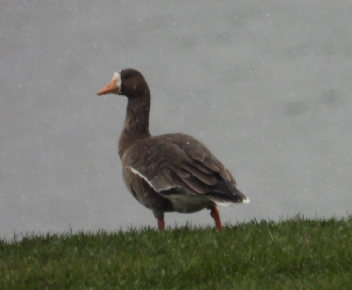 Белолобый гусь - ML646749195