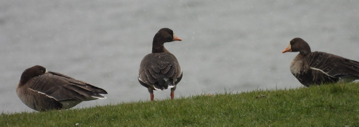 Белолобый гусь - ML646749196