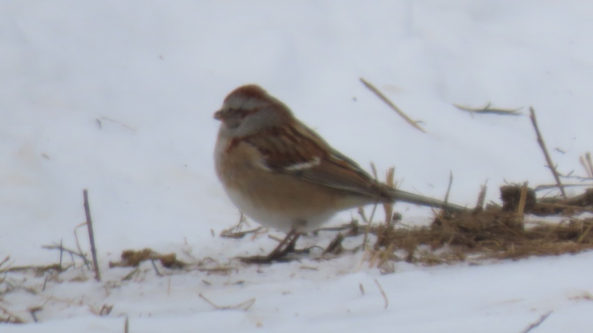 American Tree Sparrow - ML646749197