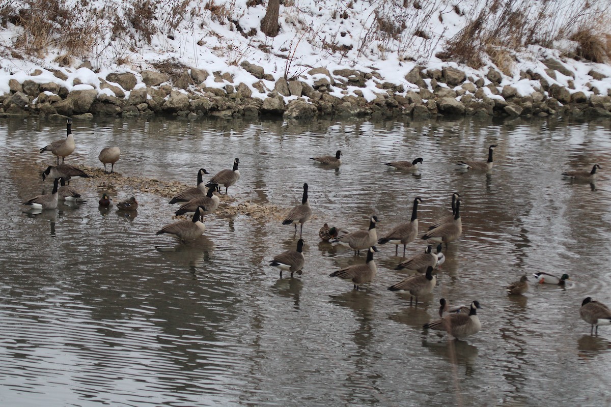 Canada Goose - ML646749198