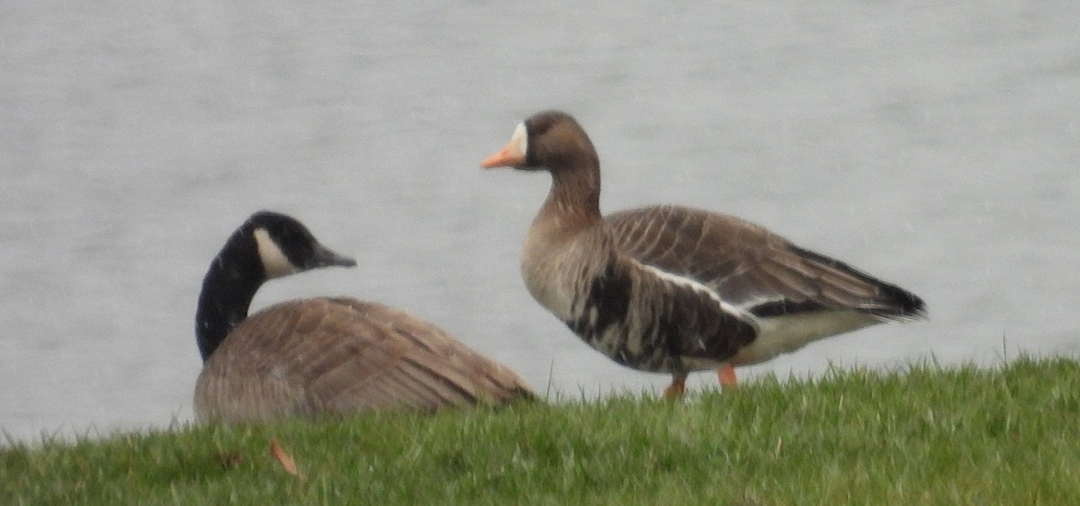 Белолобый гусь - ML646749199