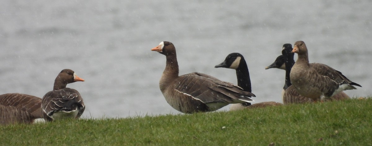 Белолобый гусь - ML646749200