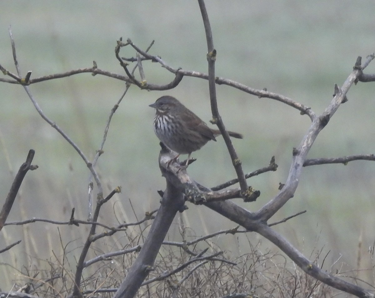 Song Sparrow - ML646749201