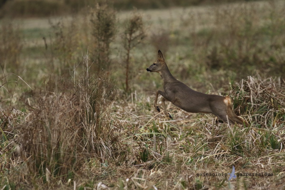 Western Roe Deer - ML646749202