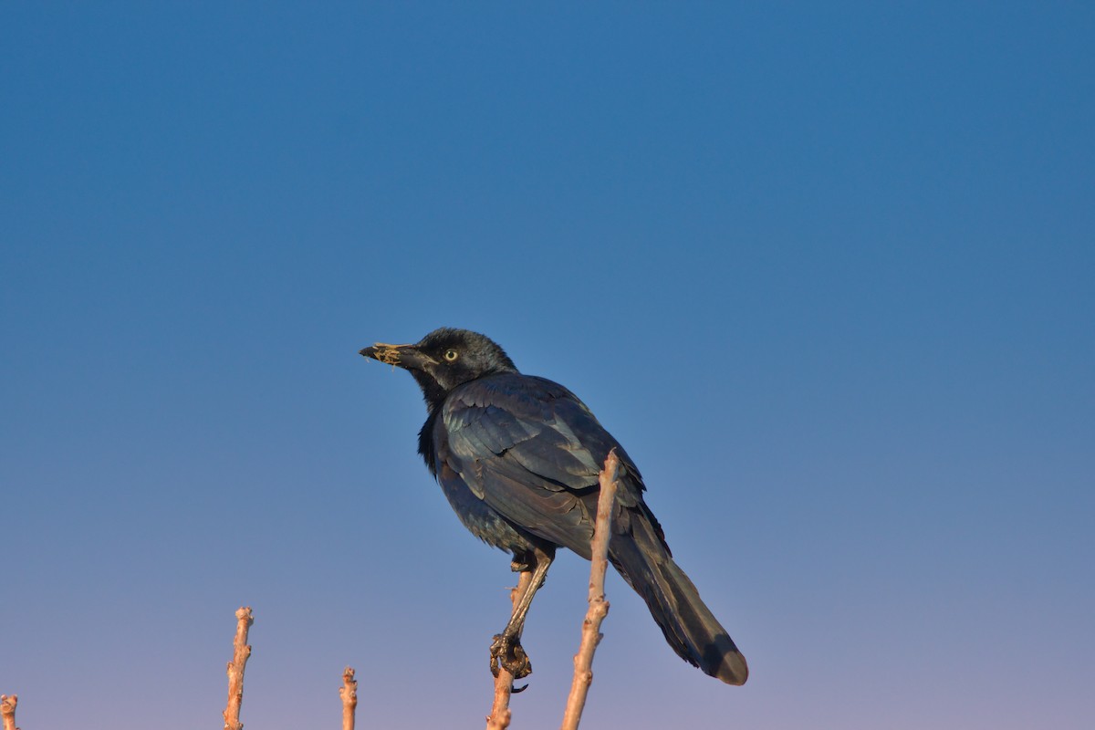 Great-tailed Grackle - ML646749203