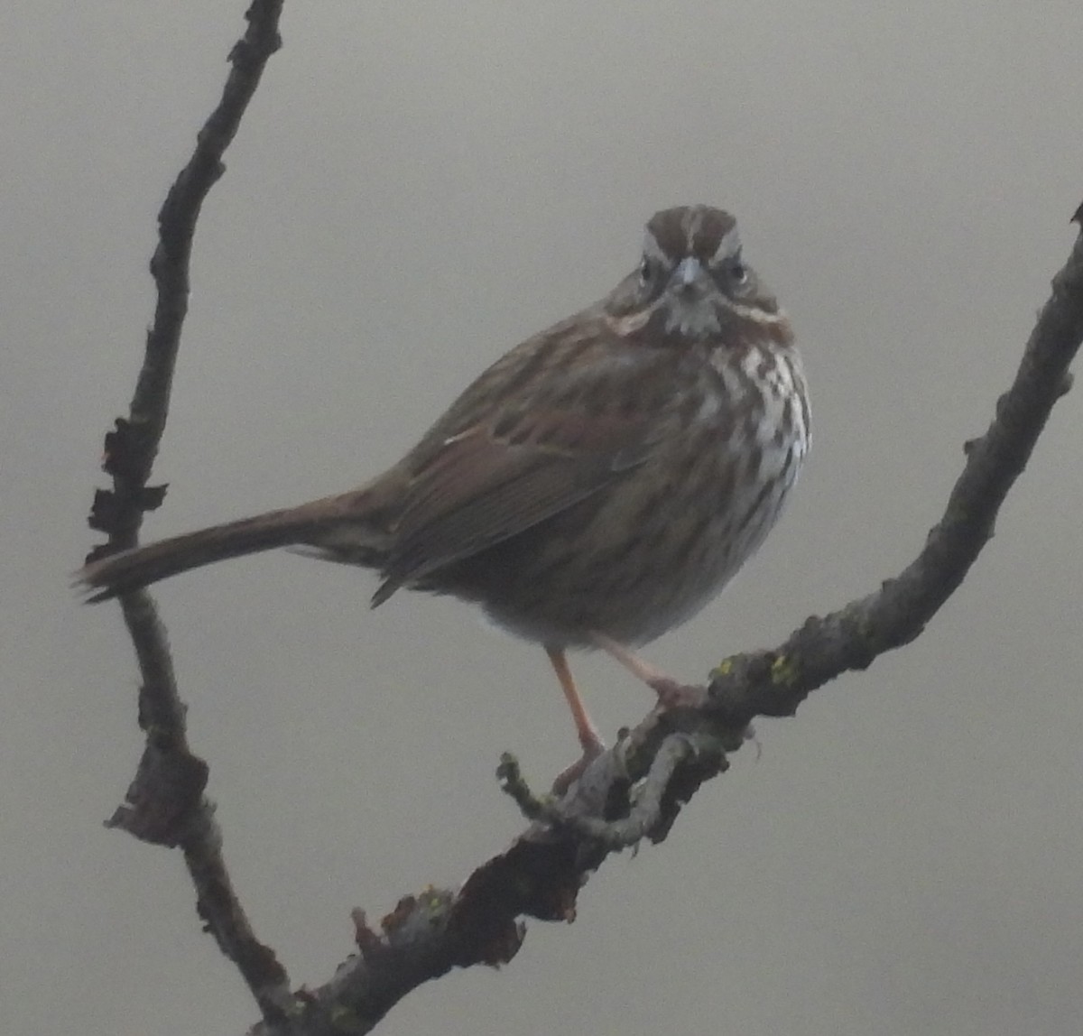 Song Sparrow - ML646749220