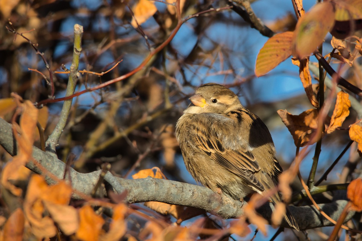 Оронгийн бор шувуу - ML646749221