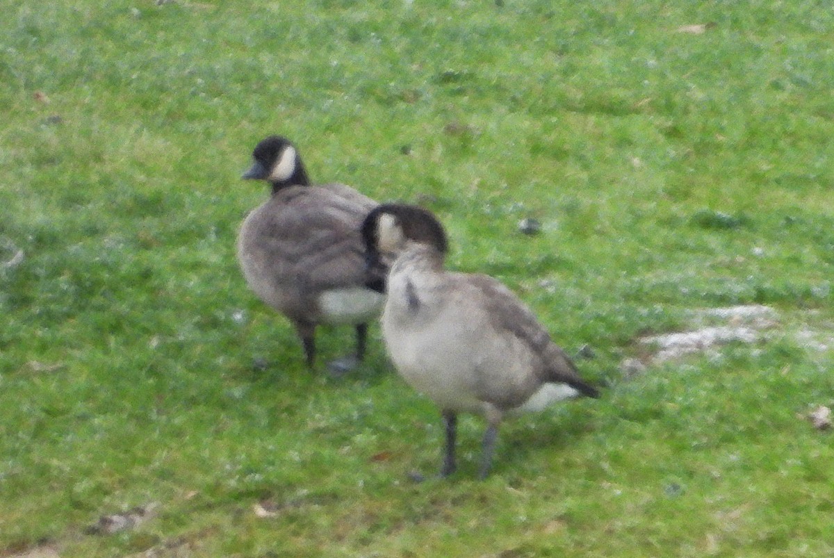 Малая канадская казарка - ML646749222