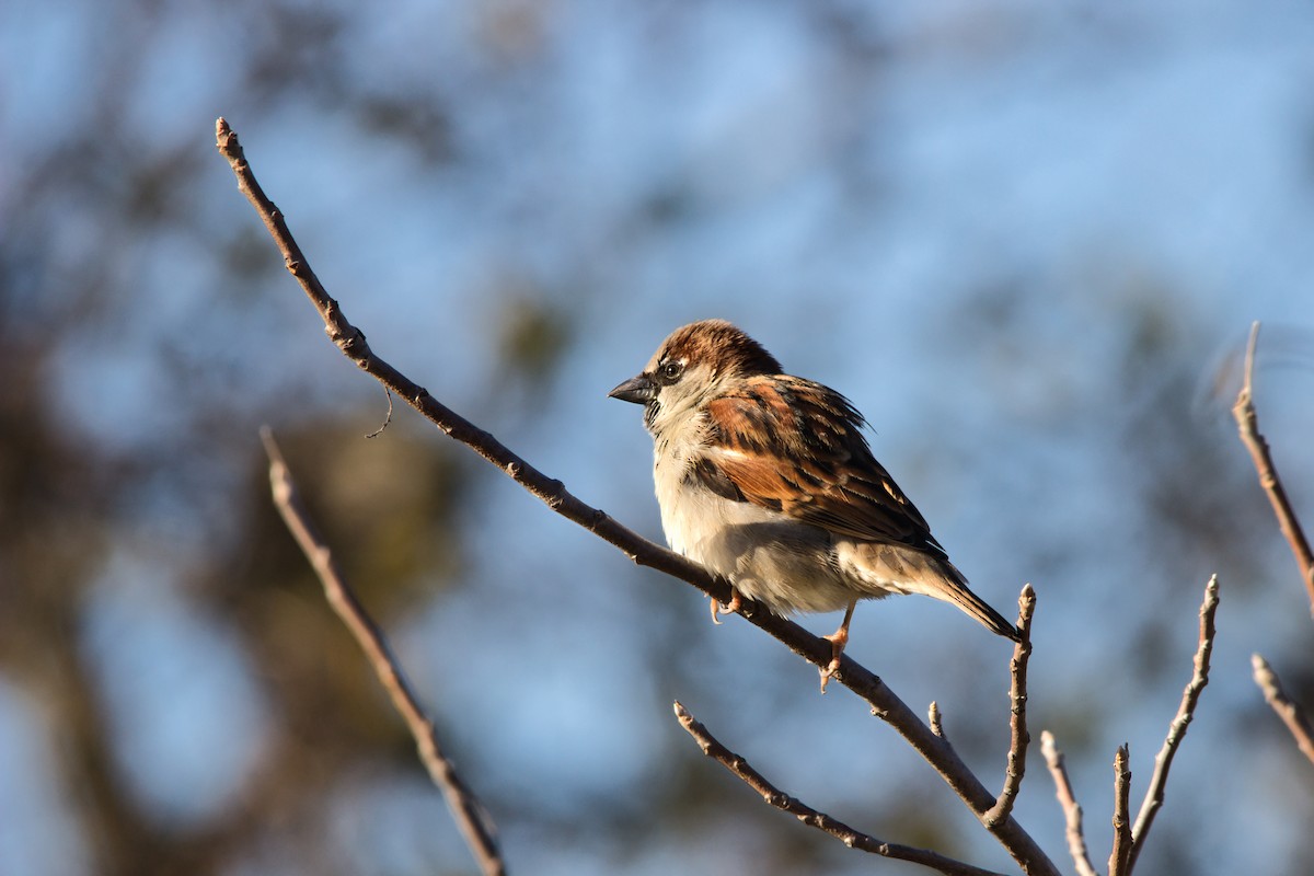 Оронгийн бор шувуу - ML646749223