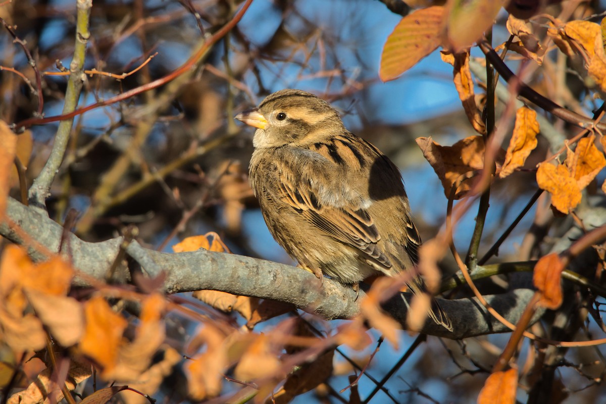 Оронгийн бор шувуу - ML646749224