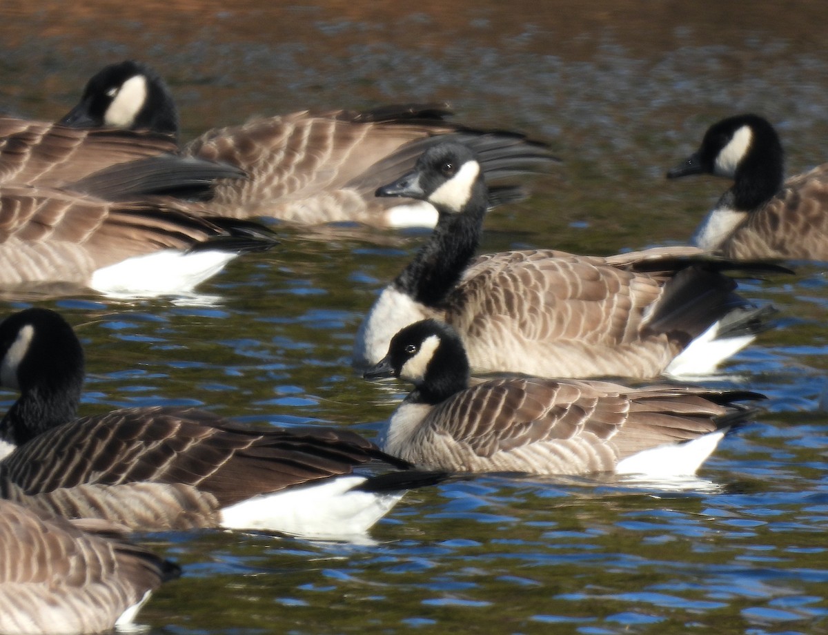 Cackling Goose - ML646749225