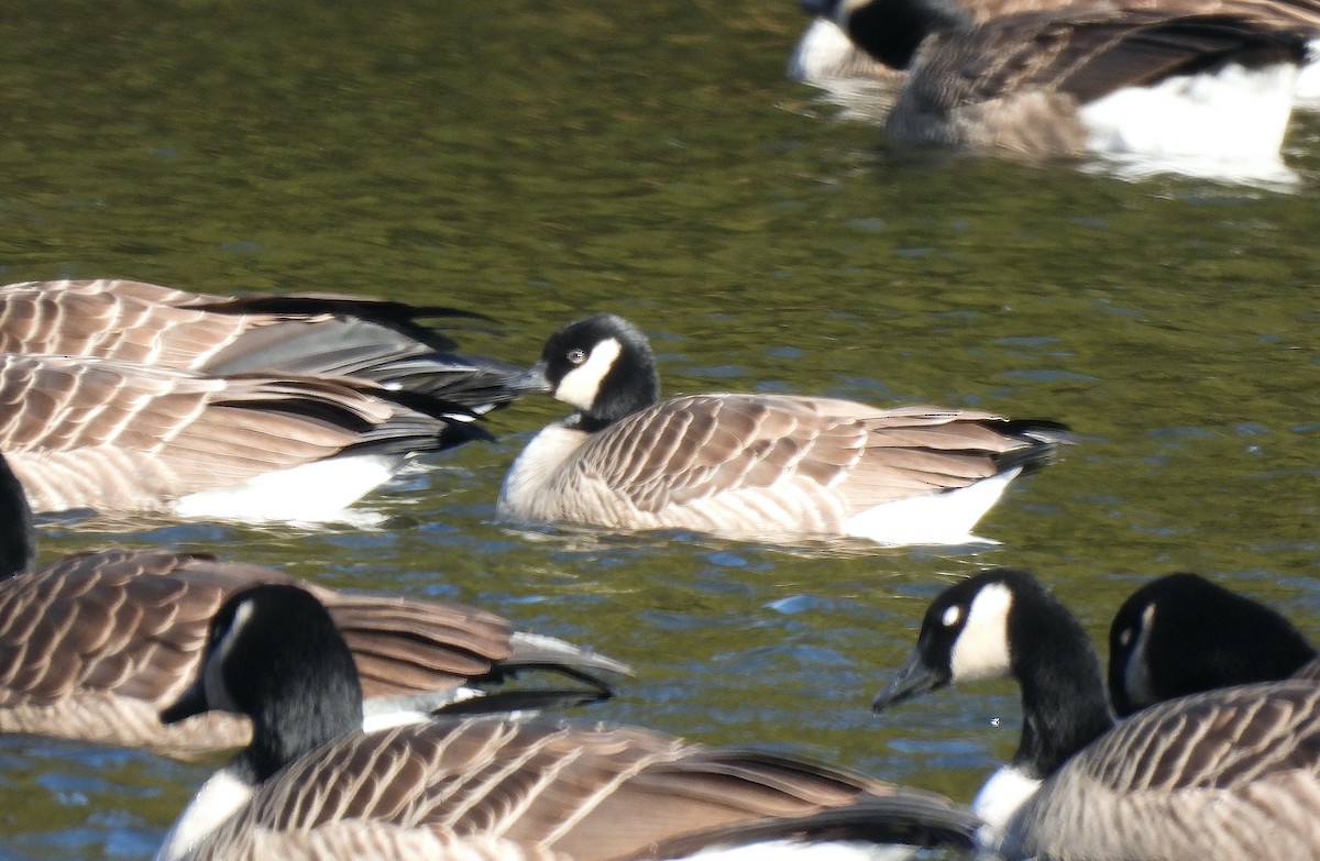 Cackling Goose - ML646749226