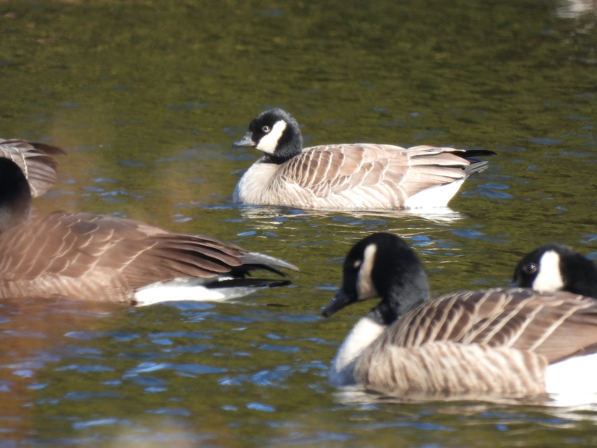 Cackling Goose - ML646749227