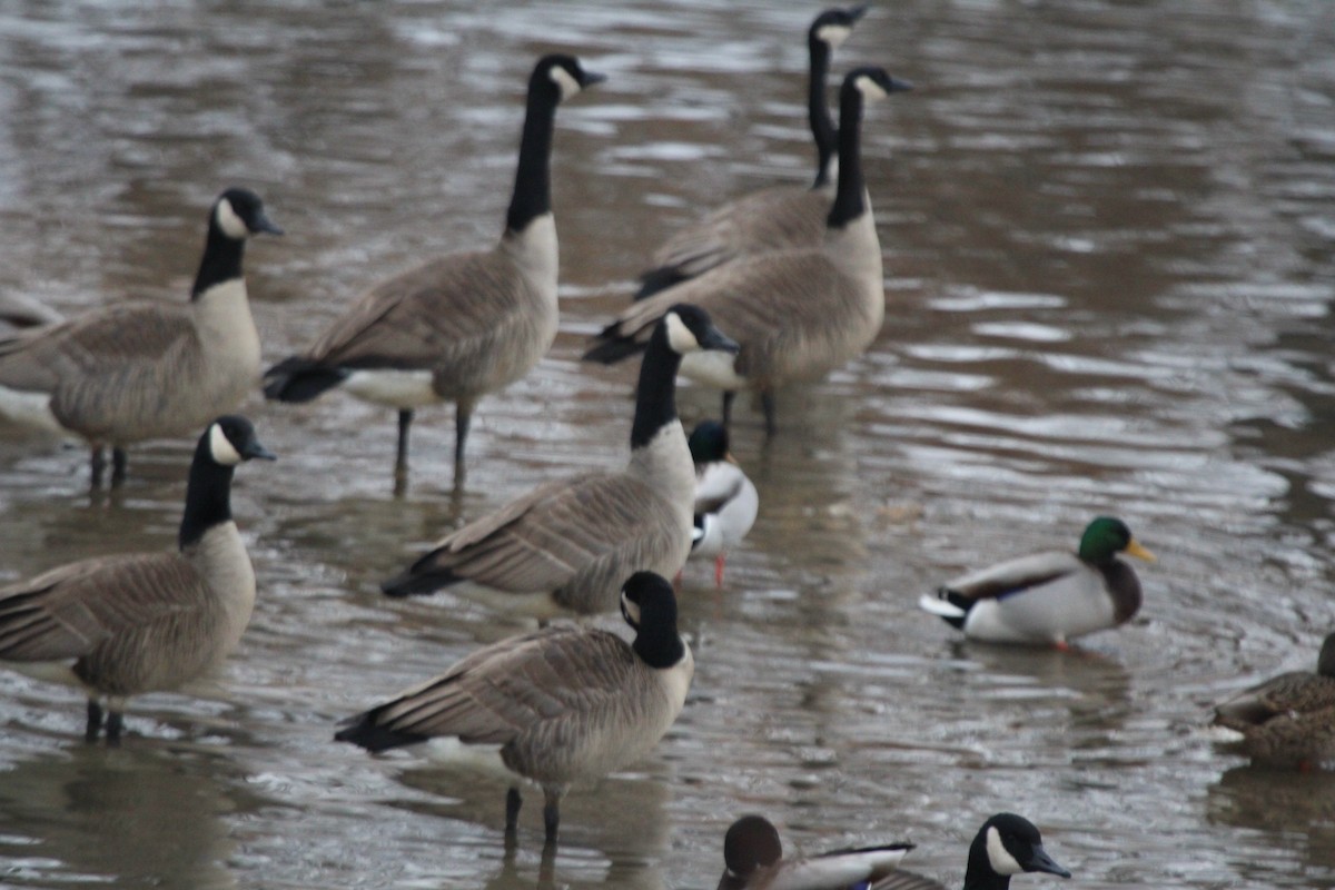 Canada Goose - ML646749228