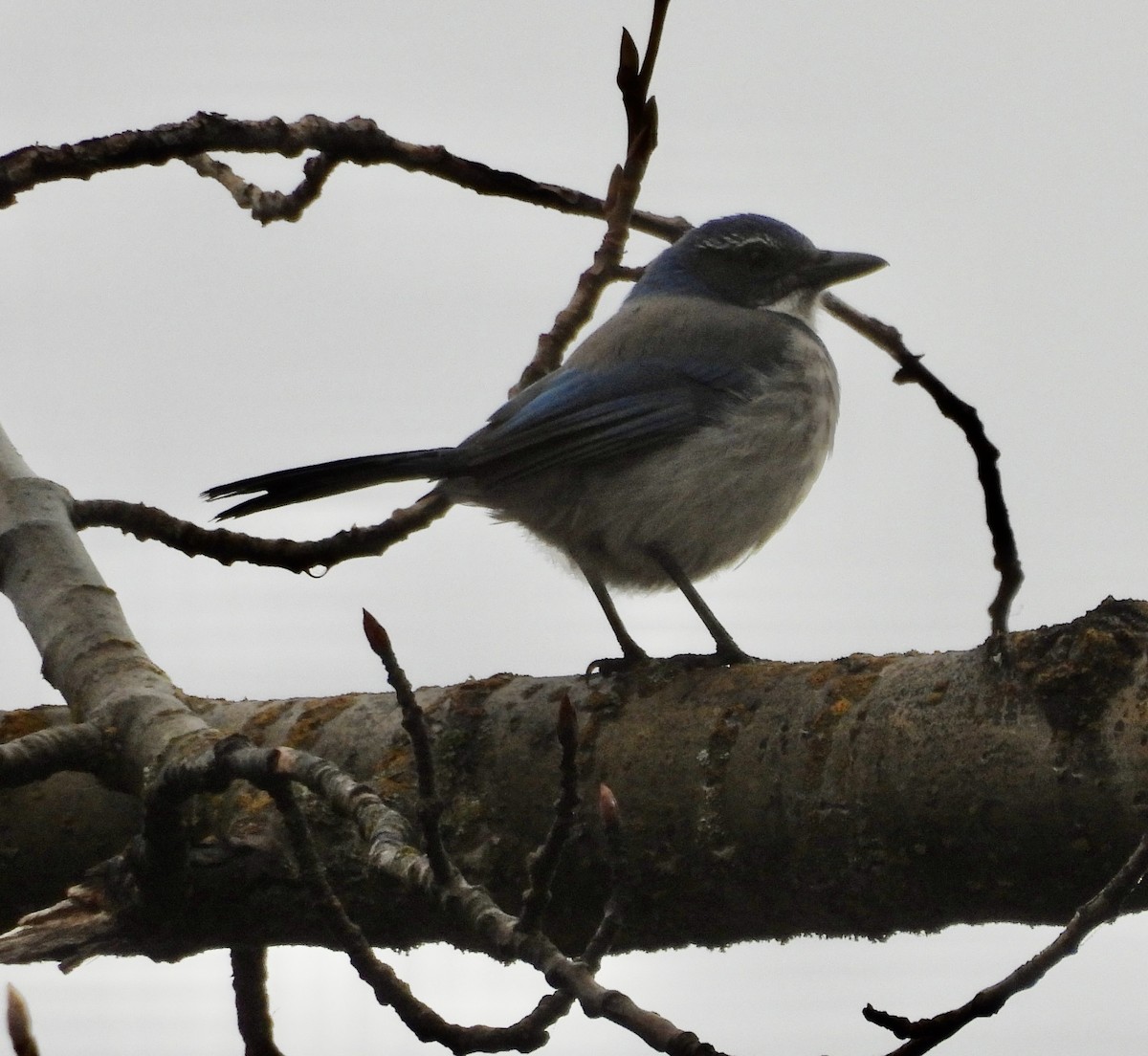 California Scrub-Jay - ML646749229