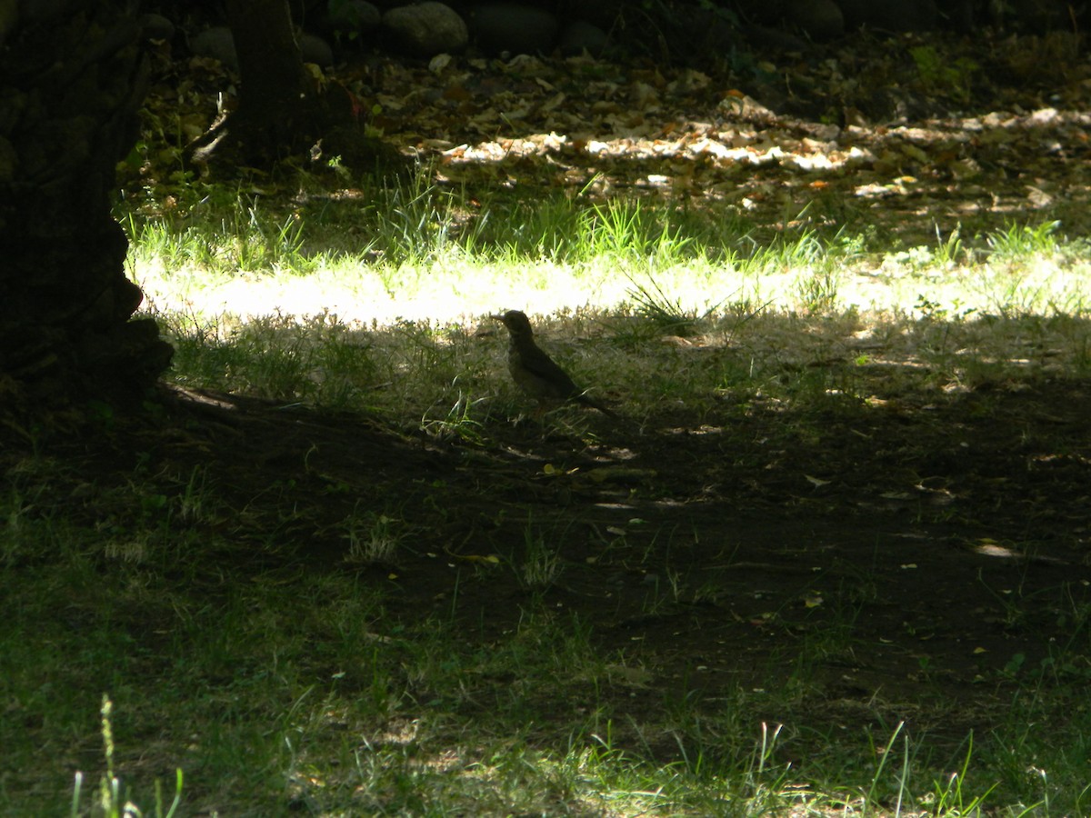 Merle austral - ML646749231