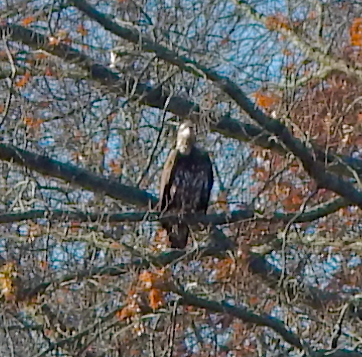 Itsas arrano buruzuria - ML646749232