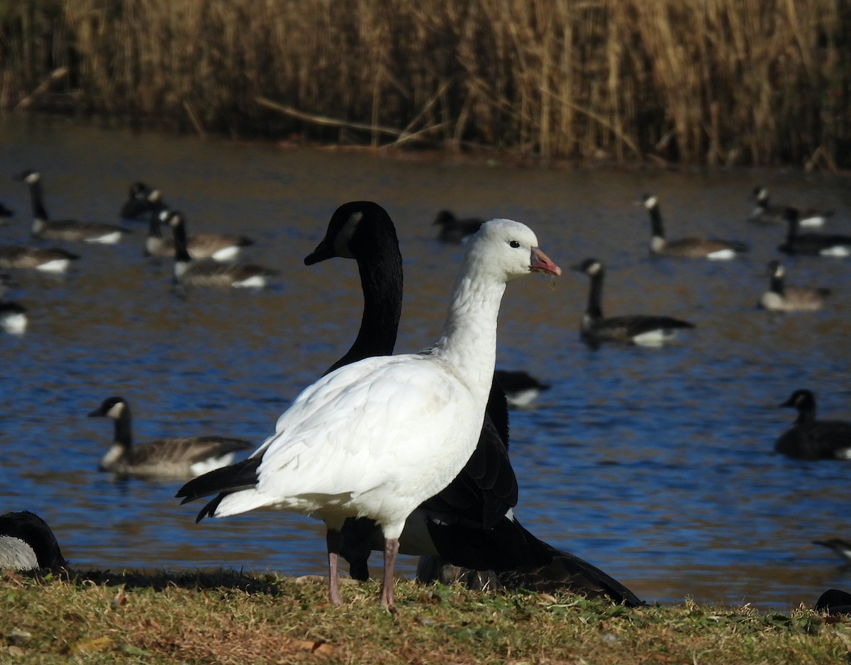 Ross's Goose - ML646749233