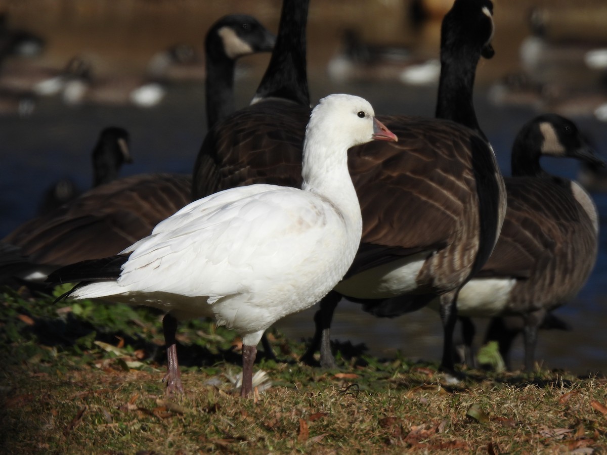 Ross's Goose - ML646749234