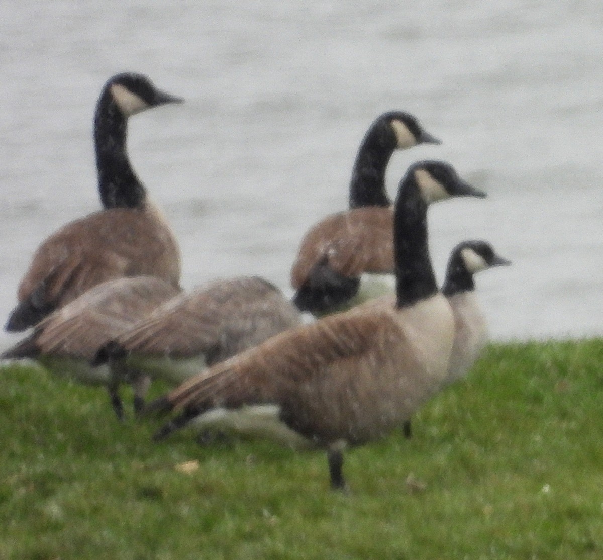 Малая канадская казарка - ML646749235