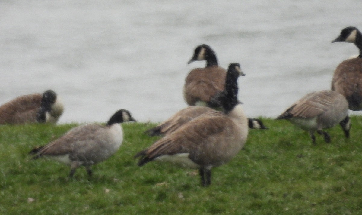 Малая канадская казарка - ML646749236