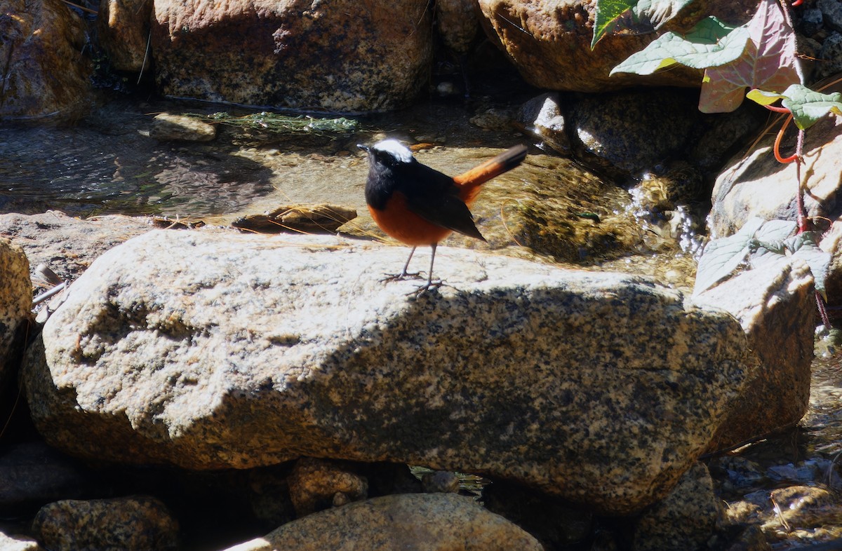 White-capped Redstart - ML646749253