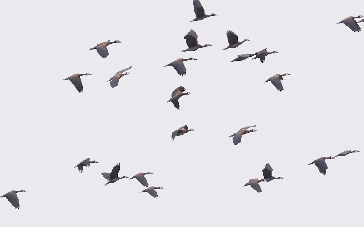 White-faced Whistling-Duck - ML646749254