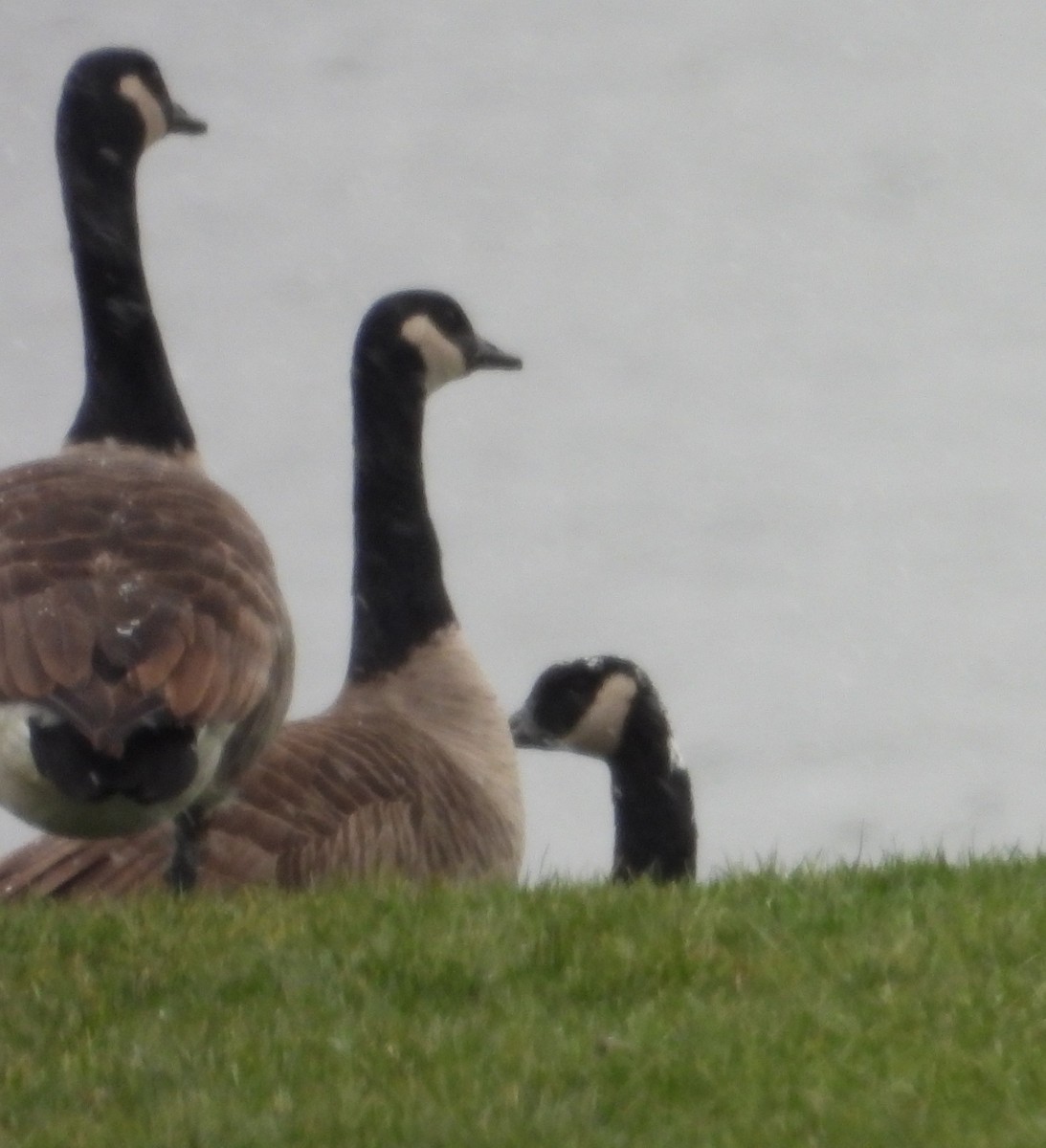 Канадская казарка - ML646749255