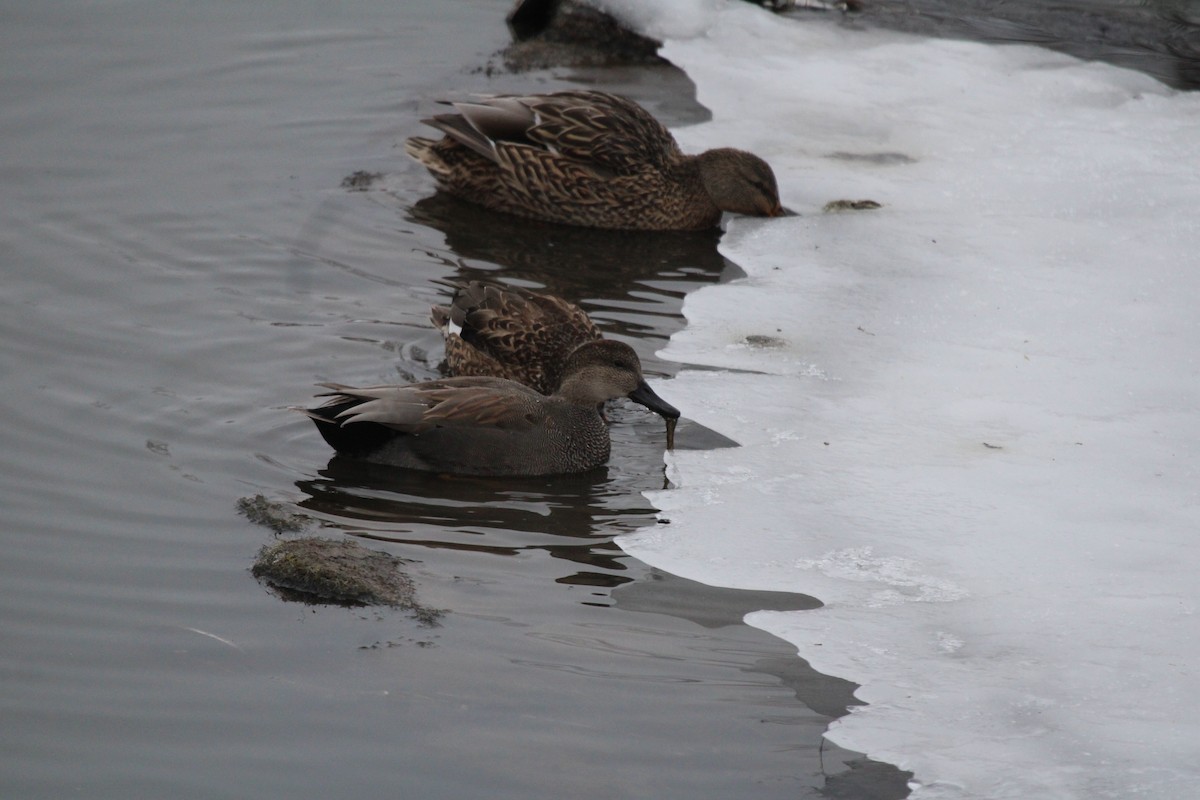 Gadwall - ML646749256