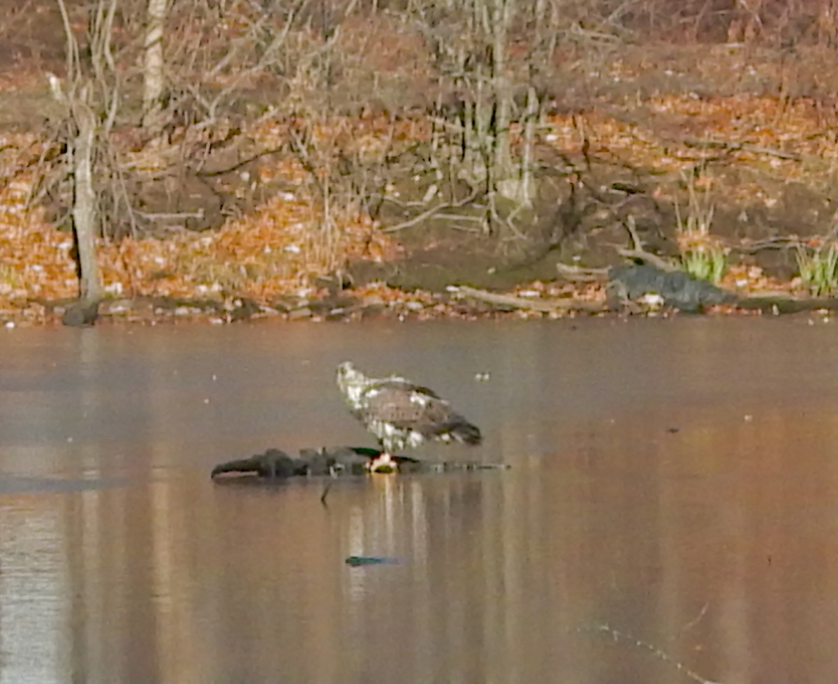 Itsas arrano buruzuria - ML646749257