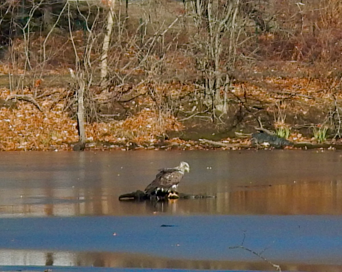 Itsas arrano buruzuria - ML646749258