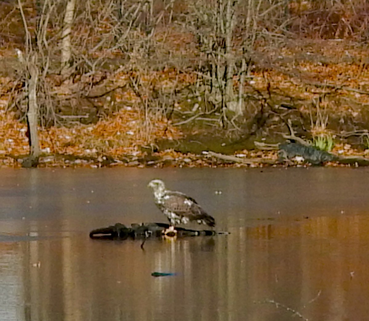 Itsas arrano buruzuria - ML646749259